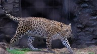 Government Mulling Sterilisation, Relocation Of Leopards Amid Rising Attacks In Pune District: Fadnavis