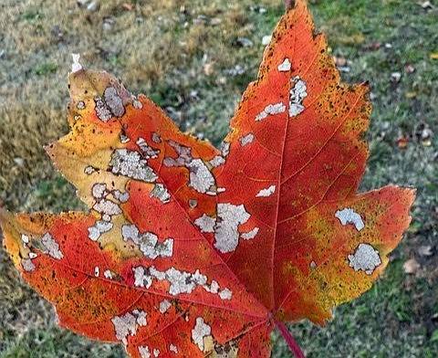 IN THE GARDEN: A reader asks what could be causing spots on this maple tree