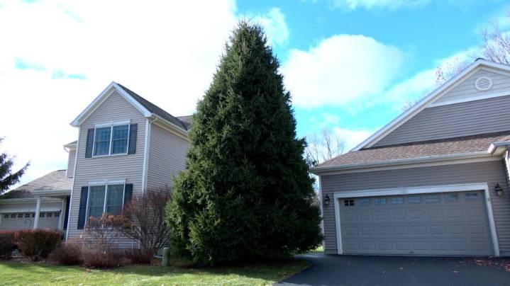 Ballston Lake family donates Empire State Plaza tree