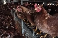 First Human Case Of Avian Influenza Potentially Identified In Washington State