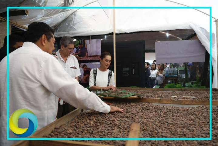 Anuncia Sheinbaum primera planta procesadora de Chocolate Bienestar