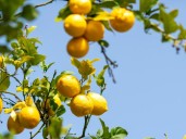 Para qué sirve tirar café usado al pie de un limonero