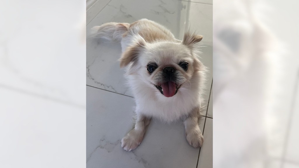 Pekingese Jojo’s has a contagious kind of joy