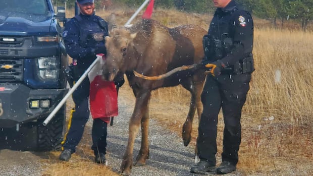 Moose set loose in northern B.C. with the help of a Canadian flag