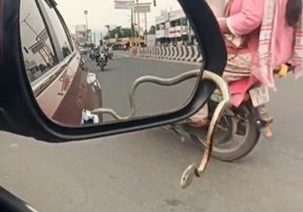 Watch: Unexpected ‘guest’ pops out from moving car, leaves driver shocked