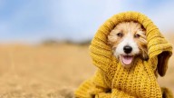 Un veterinario zanja el debate sobre si los perros deben llevar abrigo durante los paseos en invierno