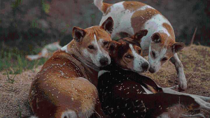 Man blames wife’s stray dog obsession and prank call for his erectile dysfunction, seeks divorce