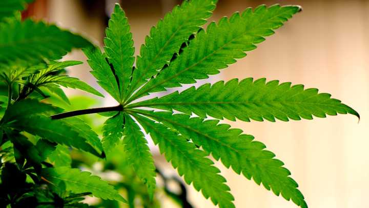 New Rochester cannabis dispensary sells farm-grown, locally sourced weed