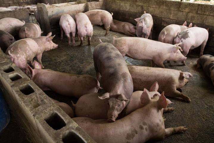 Alerta por peste porcina africana: se detectan dos casos y Aragón entra en alerta