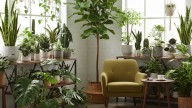 La planta que absorbe polvo de tu casa y mejora el aire como una aspiradora natural