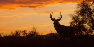 Open modern gun Deer hunting season starts Nov. 8