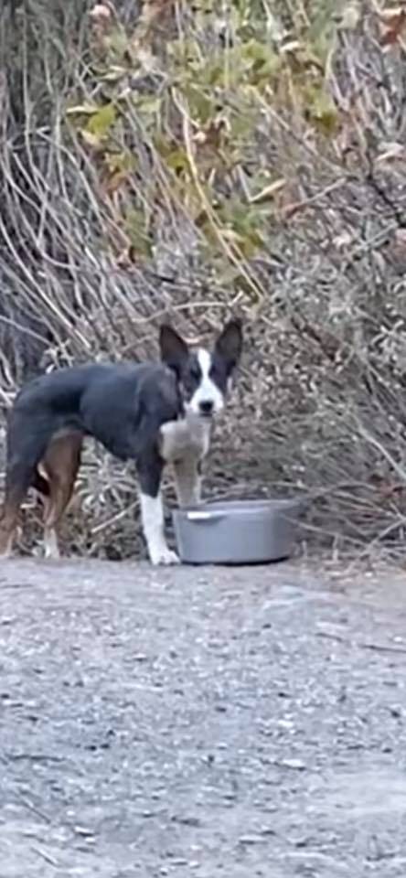 Puppy Left Behind In California Wilderness Battles Hunger And Danger Before Any Help Arrives