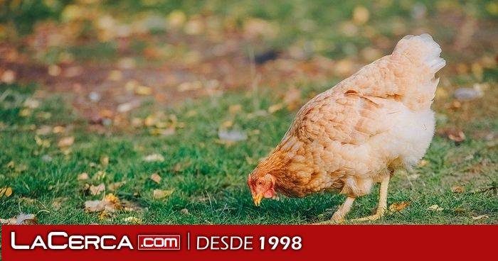 El Gobierno confina desde el lunes aves de corral en 18 zonas de especial riesgo de C