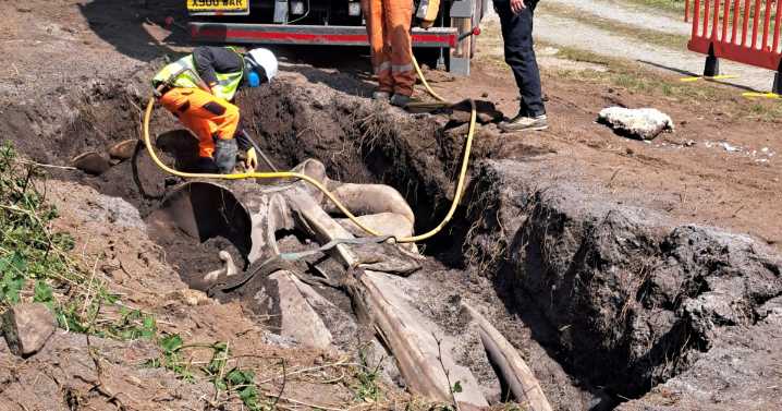 Scientists dig up two-ton whale skull in 10