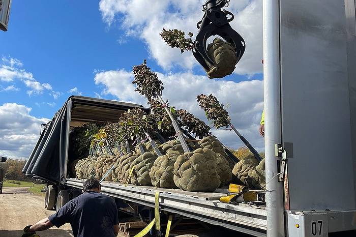 Governor Hochul Announces 1,650 Trees Distributed To Municipalities, Agencies Across State Bolstering New York’s 25 Million Trees Program