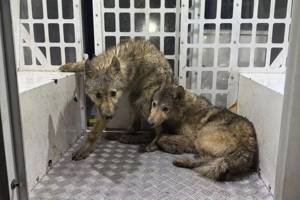 ‘Wolves’ hunted by police turn out to be German Shepherds