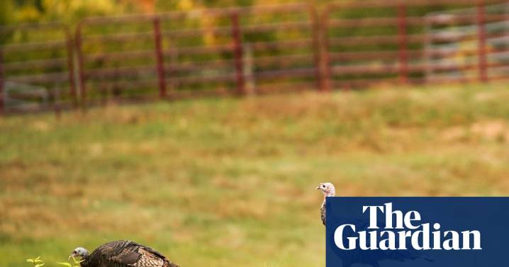 Wild turkeys off the menu in Maine after ‘forever chemicals’ found in birds