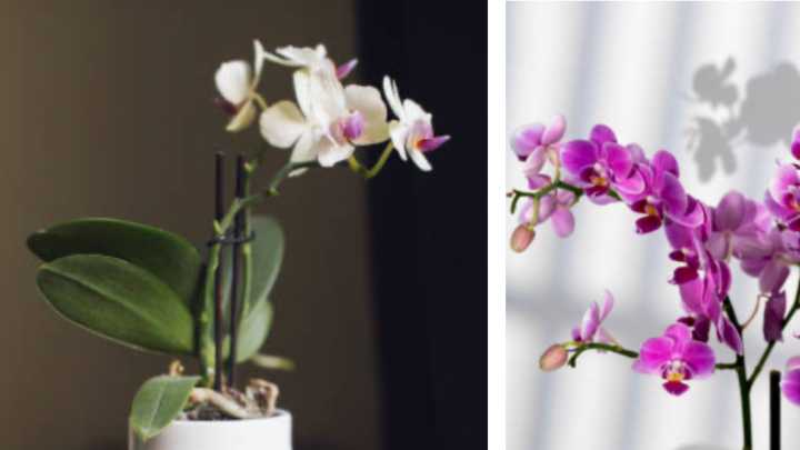 ¿Hay que quitarle las varillas a las orquídeas? Experta dice que 'les ayuda a crecer naturalmente y fortalecerse'