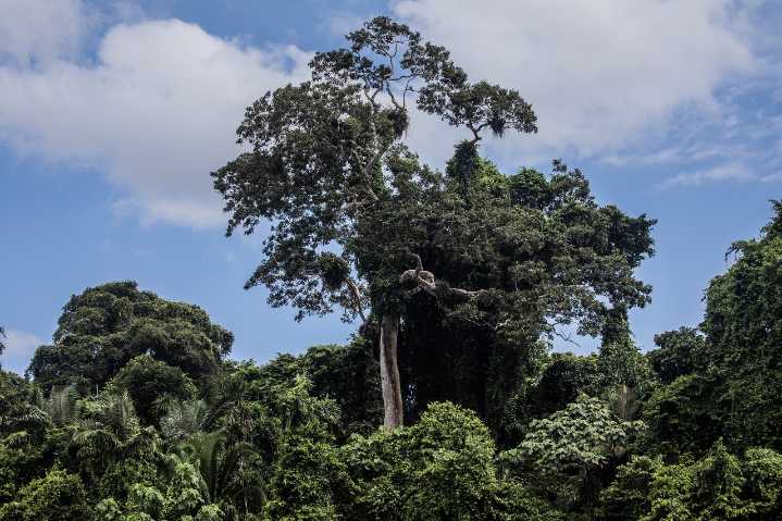 Brasil propone un fondo global para proteger los bosques tropicales y frenar la deforestación