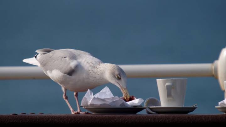 Food-snatching seagulls are more likely to leave you alone if you shout at them, researchers say
