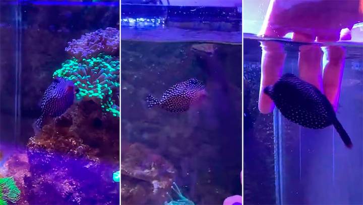 Furor por Globi: el pez cofre que pide mimos y se volvió viral en TikTok