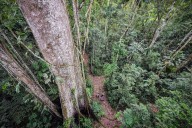 A blueprint for communicating about the Amazon rainforest (commentary)