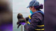 Video: Otter pup reunited with mother on California coast