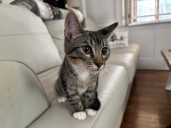 Meeting to be held about Delaware County’s stray animal problem