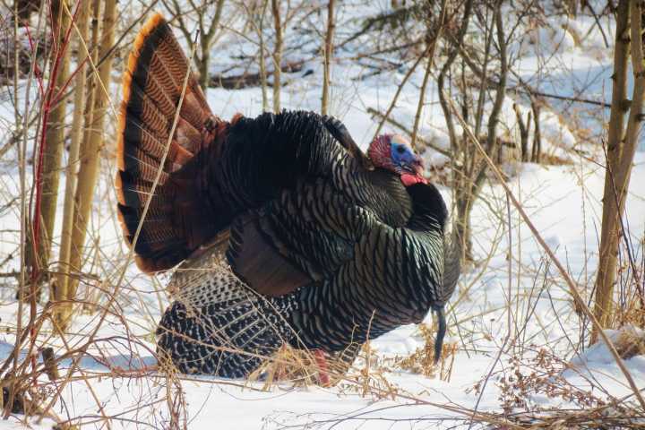 Blane Klemek Outdoors: It's time to talk turkey