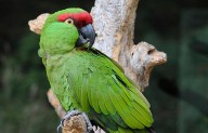 Cotorra serrana se queda en Coahuila; cambia su comportamiento migratorio