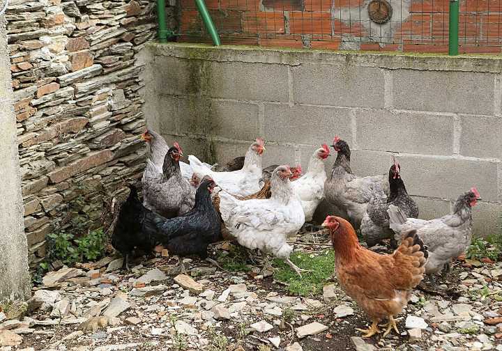 El Gobierno central llama a la calma con la gripe aviar