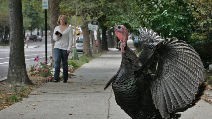 Wild turkeys are everywhere — help us map the sightings