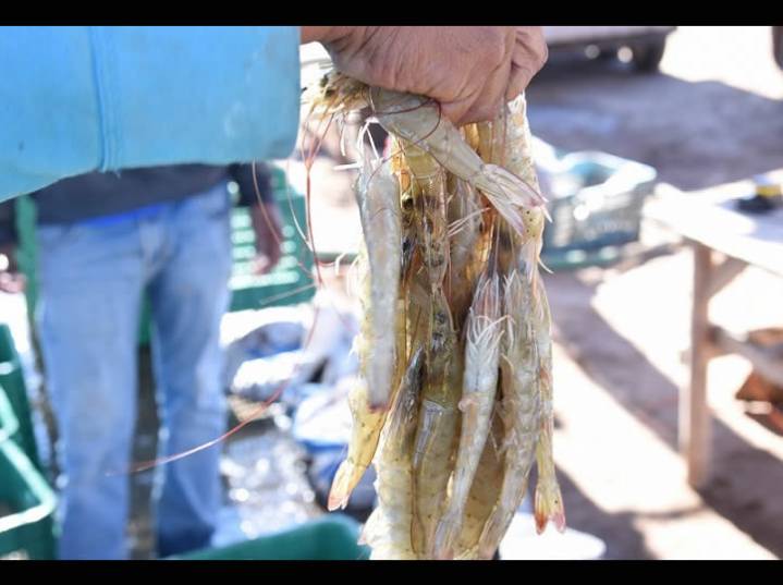 Sonora cerca de superar la cosecha de camarón en granjas acuícolas