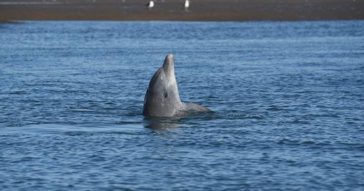 El delfín más vulnerable del país lucha por sobrevivir en la costa del Golfo San Matías