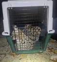 Two Of Three African Servals Safely Back After Escaping Berks County Wildlife Center