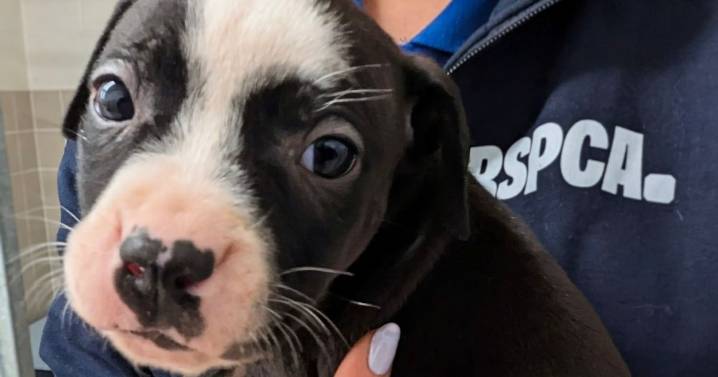 Nine puppies named after chocolate bars up for adoption 'are bundles of affection'