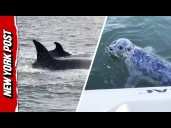 Seal JUMPS Onto Boat to Escape Orca Hunt