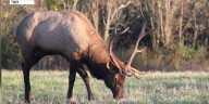 TWRA sounding alarm after 2 illegal elk killings in East Tennessee