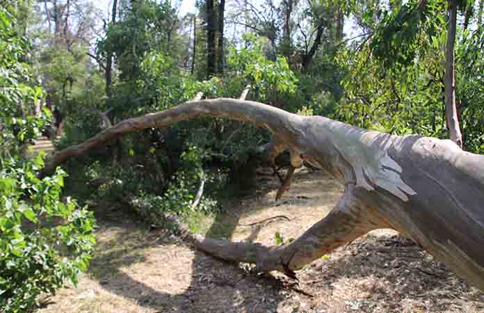 Morales se encuentra en recuperación: C. Azuara