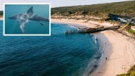 Shark warning issued for Gnarabup boat ramp near Prevelly after close call for diver
