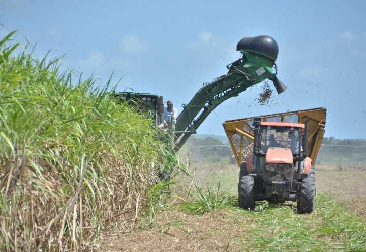 Florida sugarcane farmers donate $25,000 for Jamaica hurricane relief