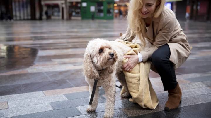 Bajo la lluvia con nuestro perro: cómo cuidar su limpieza y salud después del paseo