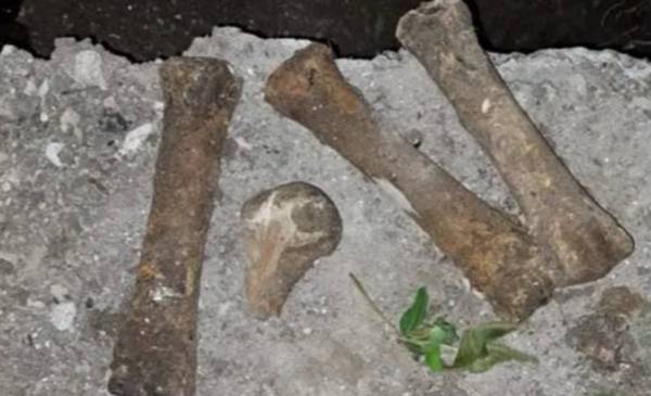 Macabro hallazgo en Ensenada: encontraron restos óseos en una calle y buscan develar su origen