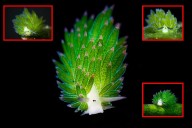 La babosa de mar “Shaun la Oveja”: el adorable animal que hace fotosíntesis