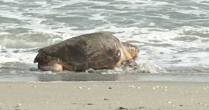 'Swim Shady' released back home for the holidays after getting struck by boat