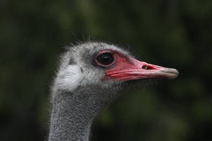 CFIA manual describes sitting on ostriches to inject lethal drug as cull ruling nears