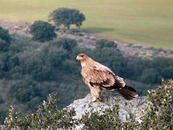 Detienen al guarda de un coto de caza por matar de un disparo un águila imperial ibérica en La Mancha toledana