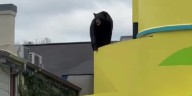 Wildlife officers remove bear from roof of Ripley’s theater in Gatlinburg