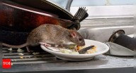 Rats vs. Mice: Key differences every homeowner should know before calling pest control