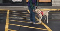 Carl's service dog training, and growth, continue